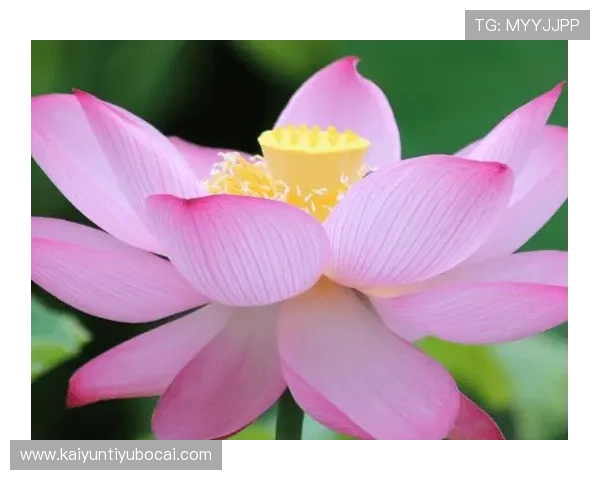 开运网页版助你每日好运不断，轻松提升生活品质的实用指南